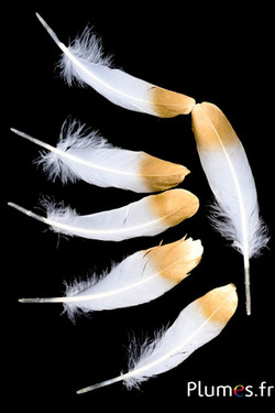 Gans gouden punt - 15-21 cm - wit